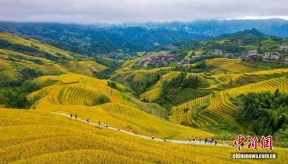 金秋，广西的梯田一点不输！