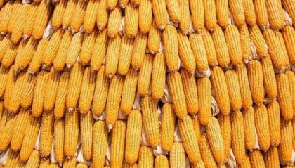 玉米期货小幅收高，交易商关注美国作物天气