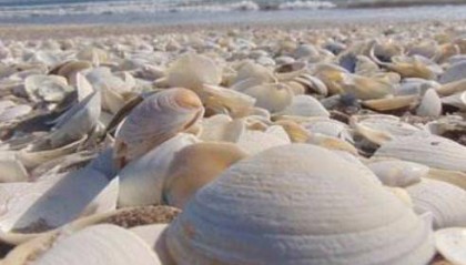 古代贝壳是流通货币，为啥没人去海边捡？古人：只要不傻就不会捡