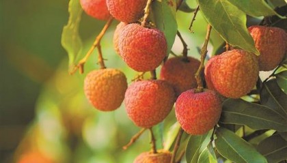 热作产业潜“荔”无限 引领发展“荔”争上游