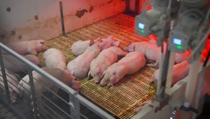 生猪“上楼”“屋”内无菌 养猪成了“科技活儿”