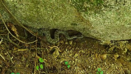 青岛大叔挖水沟发现一窝尖头毒蛇，专家：系本地红脖颈槽蛇，毒性弱咬伤概率低