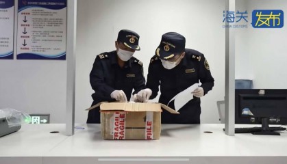 生性凶猛集体作战繁殖能力强，979只野蛮收获蚁入境被海关查获