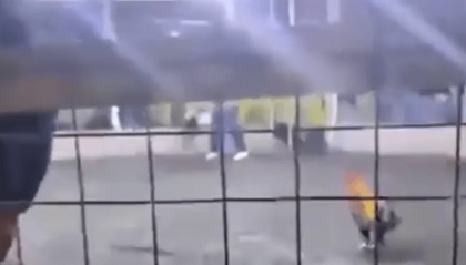 男子遭自家斗鸡攻击大出血死亡，鸡脚上绑有锋利刀片，当地赛事奖金高达21万