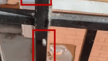 头皮发麻！大连一小区栏杆上出现白色的毛毛虫……