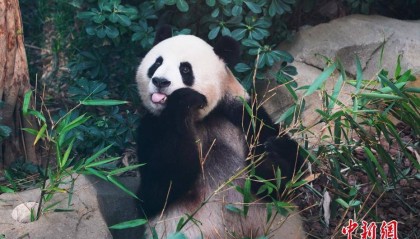 四川成都：大熊猫玩耍显萌态