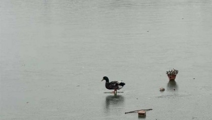 游客称天津一公园有鸭子被冻在冰面上，景区：是野鸭，去救时它能走动，每年都有被冻住的情况