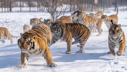 任贤齐打卡的哈尔滨，到底有多好玩？