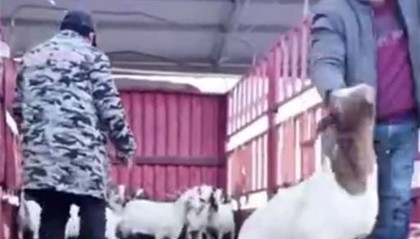 河南一公司给60多名员工每人发一头羊，员工：太实在了，跟着老板有肉吃！
