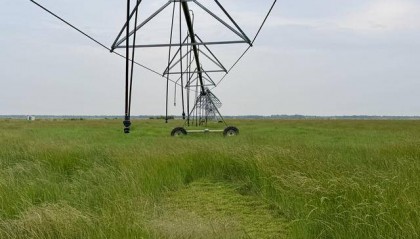 北京送到内蒙古的一株羊草，入选了全球最佳减贫案例