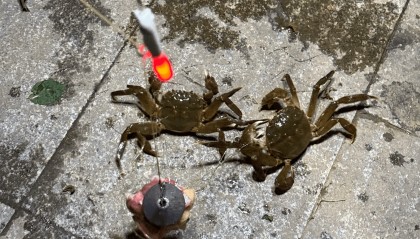 一晚收获40只？东莞东江边“蟹张力”拉满｜莞有料