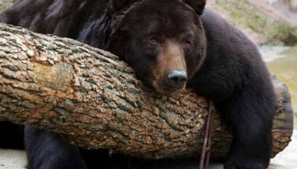 出重拳治“熊害”，日本将允许防暴警察射杀熊