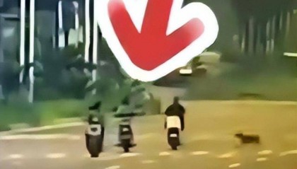 女子骑行被未拴绳大狗撞倒身亡，5个月后丈夫突发脑溢血进ICU，家中还有3个孩子两个老人