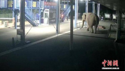 云南西双版纳：一亚洲象深夜经中老边境曼庄通道出境