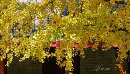 未来三天全省晴，气温缓慢回升。明晨淮河以南部分地区有雾或浓雾