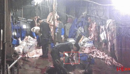 注水牛肉调查：屠宰场藏身农家院，深夜切开牛胸注水数分钟，牛肉连夜送批发市场