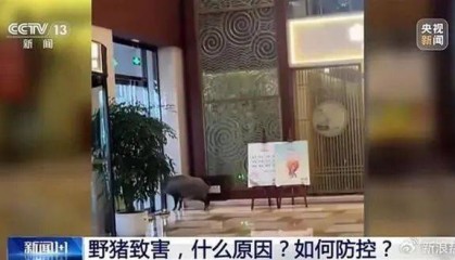 南京每平方公里野猪超4头，“冲撞高铁”事故如何避免？