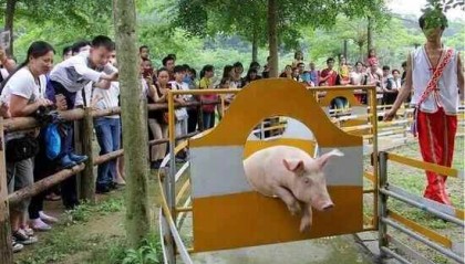 屠夫下乡买猪遇到猪跪地不起、身体颤抖！当事人：从来没见过这样的猪，“先养着，暂时不准备杀了”