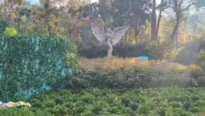 李玟武汉墓地杂草丛生？其姐姐发文回应