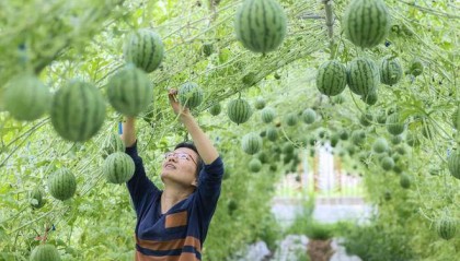 青岛西海岸商品交易中心：农产品现货交易术语及“T+0”交易的四大好处