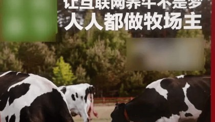 300万元变6万斤牛肉，吃不到也卖不了，什么情况？