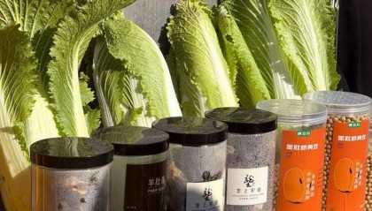 山东青岛：全国首批“板蓝根白菜”喜获丰收，正式上市！首批10万棵已被上海采购商“包圆”