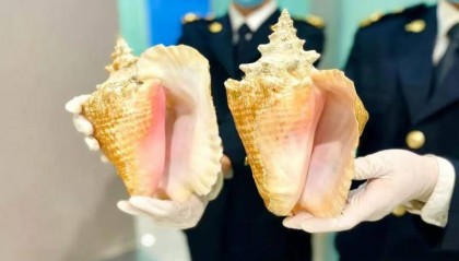 大连周水子机场海关查获违规携带女王凤凰螺螺壳3枚