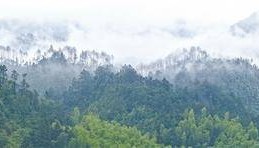 频频“肇事”，野猪种群如何调控？