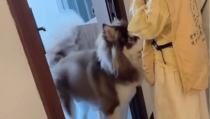 女子上门代喂被100多斤阿拉斯加犬咬伤毁容，牙槽骨和牙齿都被撕咬脱落，狗主人却称→