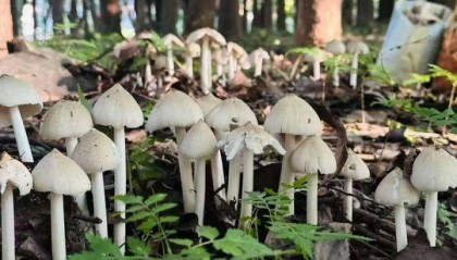 云南姑娘今年在杭州采了200斤鸡枞菌！专家提醒→