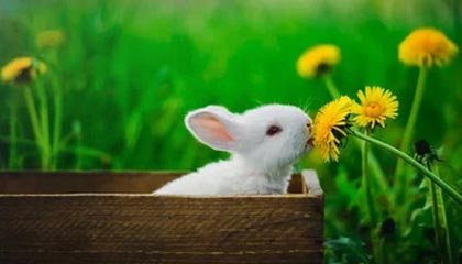 民国双旗币价值超过100万?