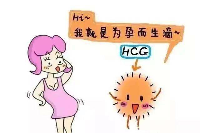 注意孕期HCG数值那些翻倍与降低的问题！