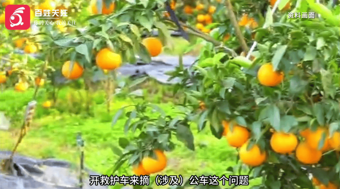 救护车被曝开到地里装柑橘？当地卫健局回应