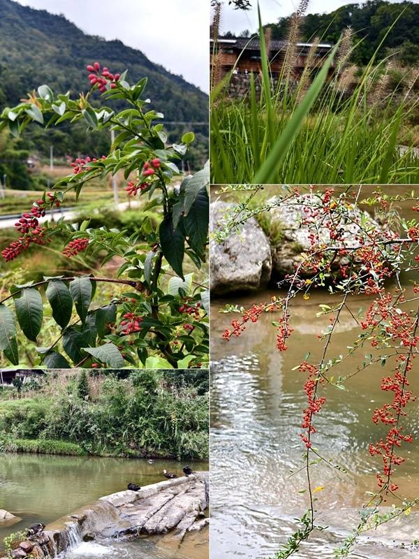 推窗见梯田！梧桐山民宿：把日子过成诗