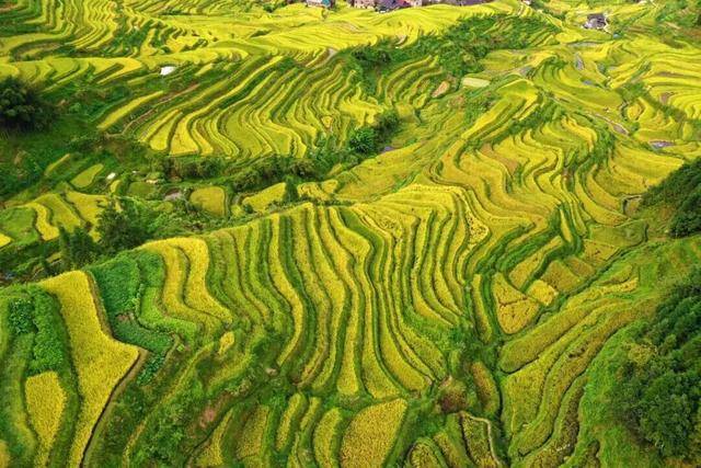 金秋，广西的梯田一点不输！