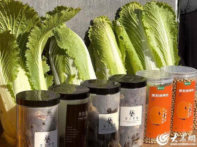 山东青岛:全国首批“板蓝根白菜”喜获丰收,正式上市!首批10万棵已被上海采购商“包圆”