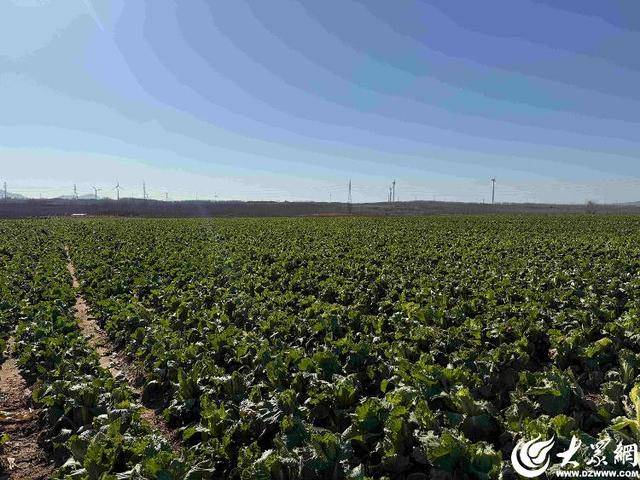 山东青岛:全国首批“板蓝根白菜”喜获丰收,正式上市!首批10万棵已被上海采购商“包圆”