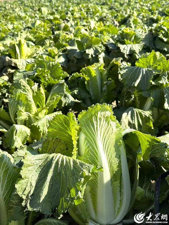 山东青岛:全国首批“板蓝根白菜”喜获丰收,正式上市!首批10万棵已被上海采购商“包圆”