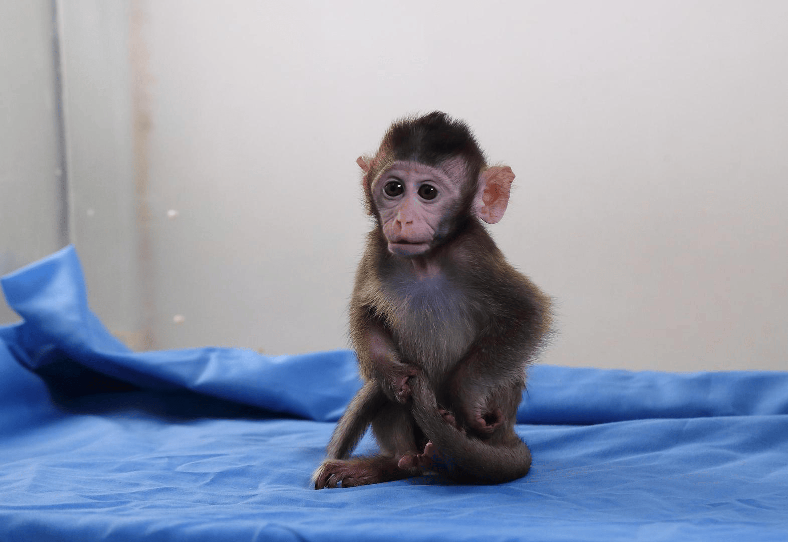 有价无猴!实验猴价格暴涨,有猴场明年的猴都被订光,繁殖率已跟不上|调查